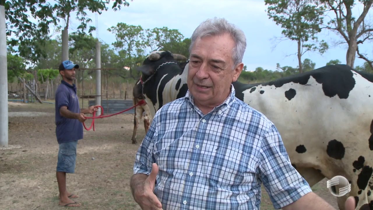 Conheça o gado Nelore Pintado da fazenda Maravilha