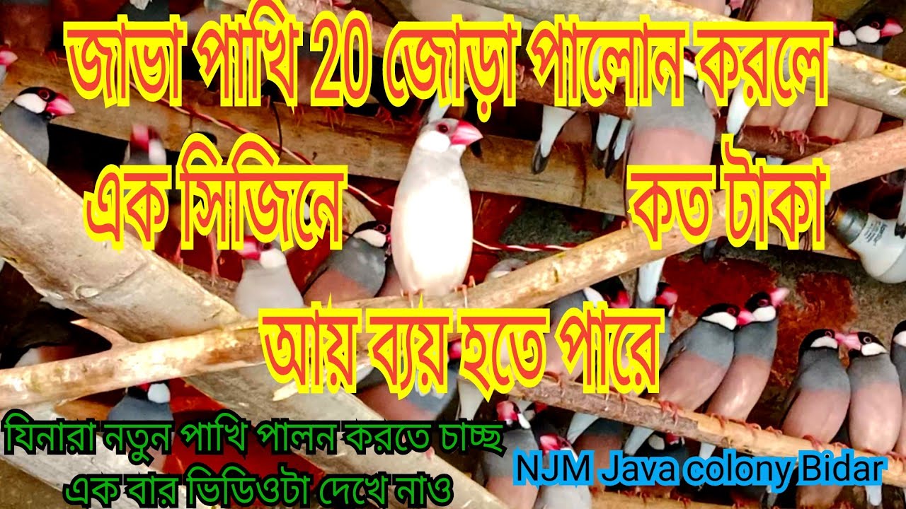 জাভা পাখি 20 জোড়া পালন করলে ,1 বছরে কত টাকা ইনকাম করতে পারেন ? .@Njm505