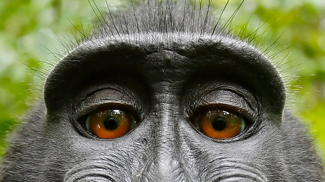 Qui a pris le selfie de singe ? - Image #8