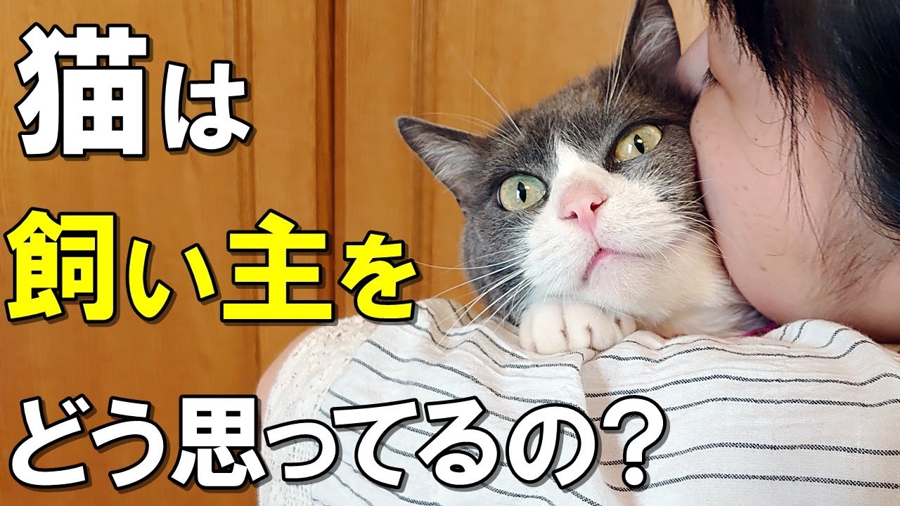 驚きの真実！猫は飼い主のことをどう思っているのか？友達？家族？それとも下僕？【保護猫】