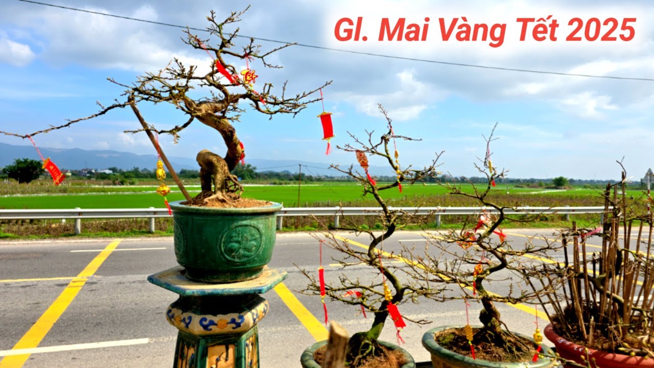 Vườn Mai Vàng BonSai Thanh Hải Bình Định. Giao Lưu Anh Chị Em Nhiều Tác Phẩm Lh Zalo #0935699998