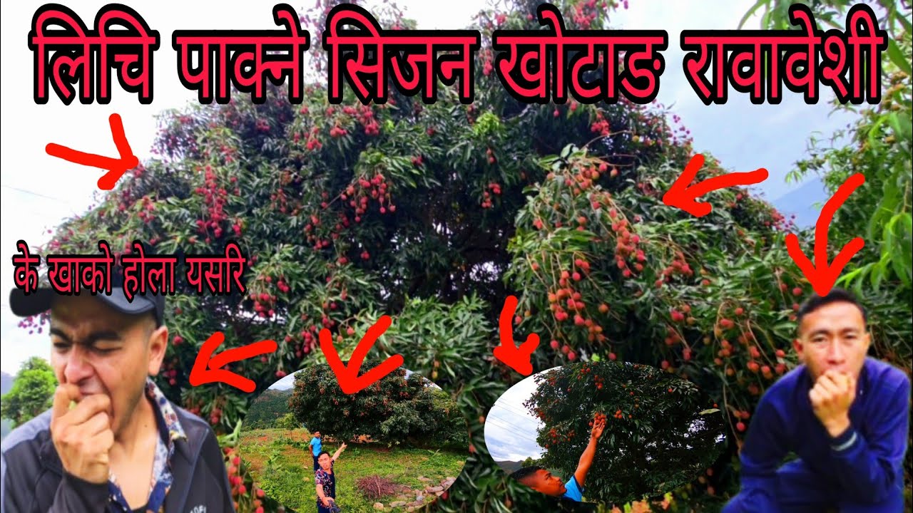 Lechi session at rawabesi khotang ll yati deroi lechi Nepalkai no.1ll@gaulesathi57