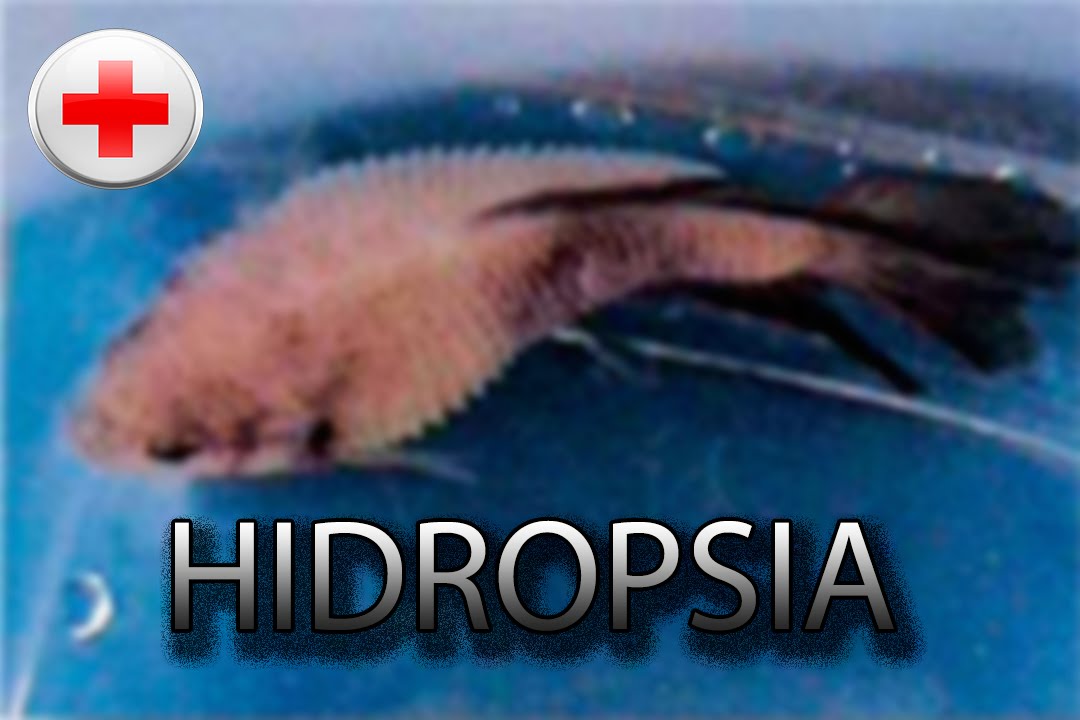 DOENÇAS DOS BETTAS (HIDROPSIA)