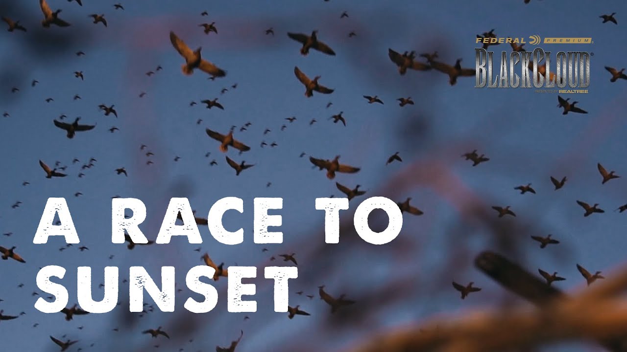 Dr. Duck Races to Sunset | Mixed Bag at Dusk | Black Cloud