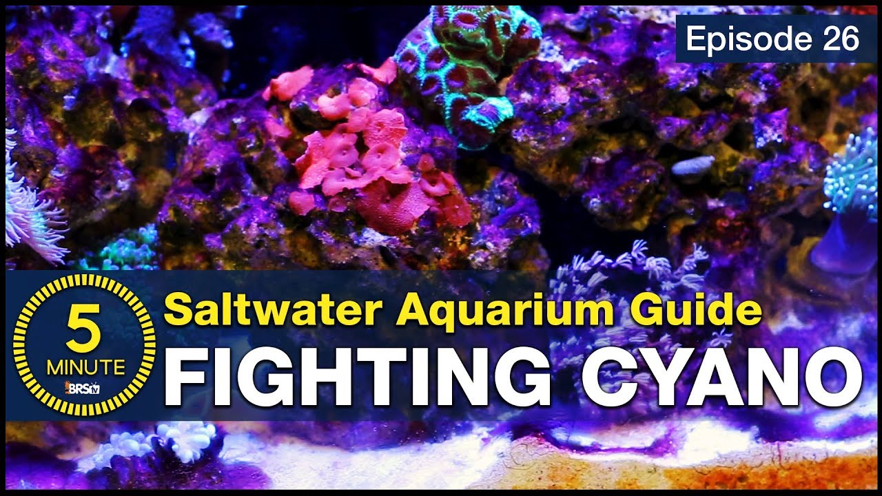 New concept in Cyano control: How to BEAT red cyanobacteria slime algae