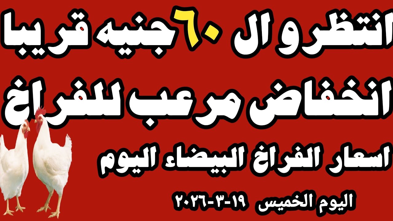اسعار الفراخ البيضاء اليوم سعر الفراخ البيضاء اليوم الخميس ١٩-٣-٢٠٢٦ في المحلات في مصر 