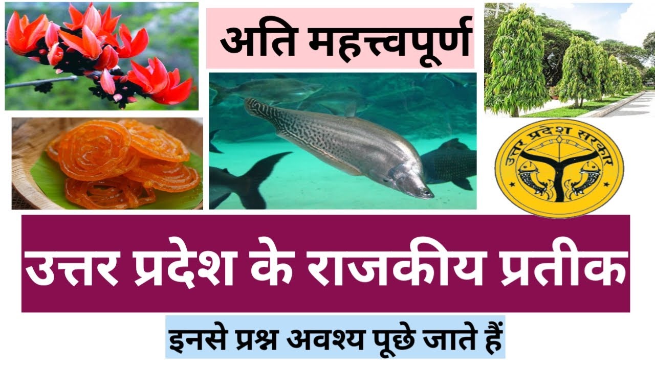 उत्तर प्रदेश के राजकीय प्रतीक। State symbols of UTTAR PRADESH। #statesymbols #up #UP_state_symbols