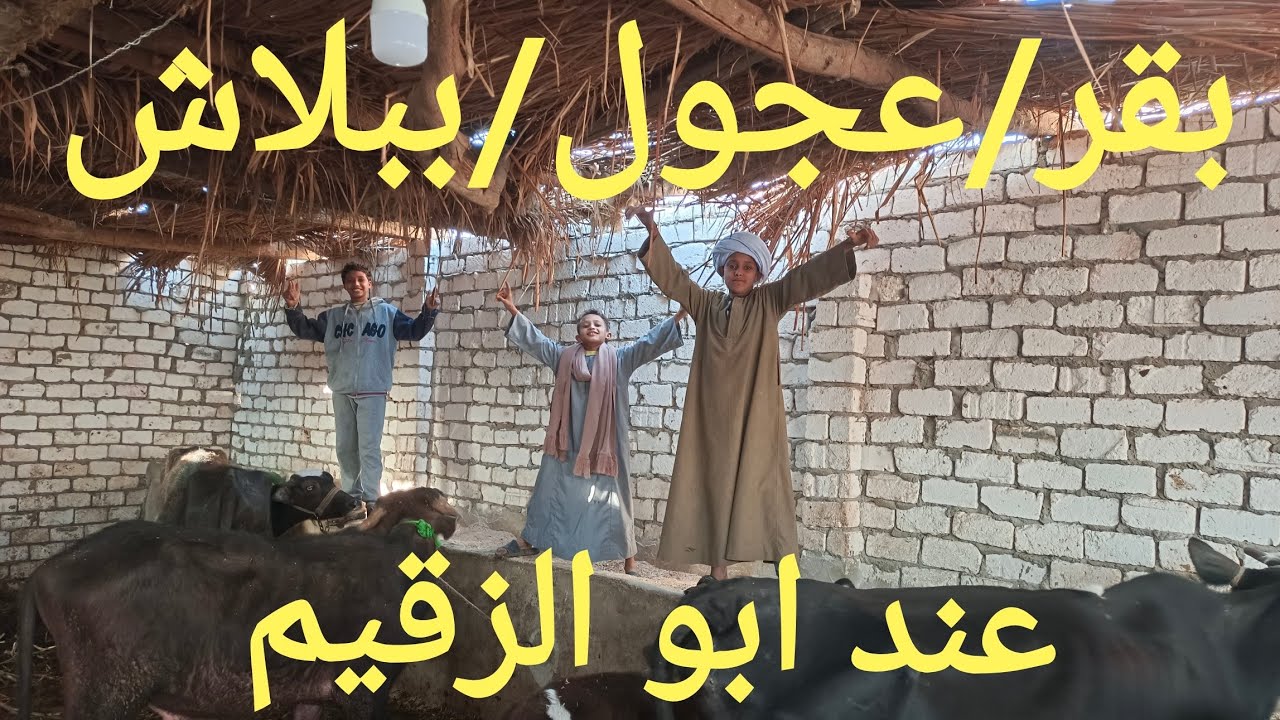 البقرة الوالدة ب ٤٥ ألف عند أبو الزقيم أتفرجو علي العرض دة ٢٠/ ١/ ٢٠٢٦م
