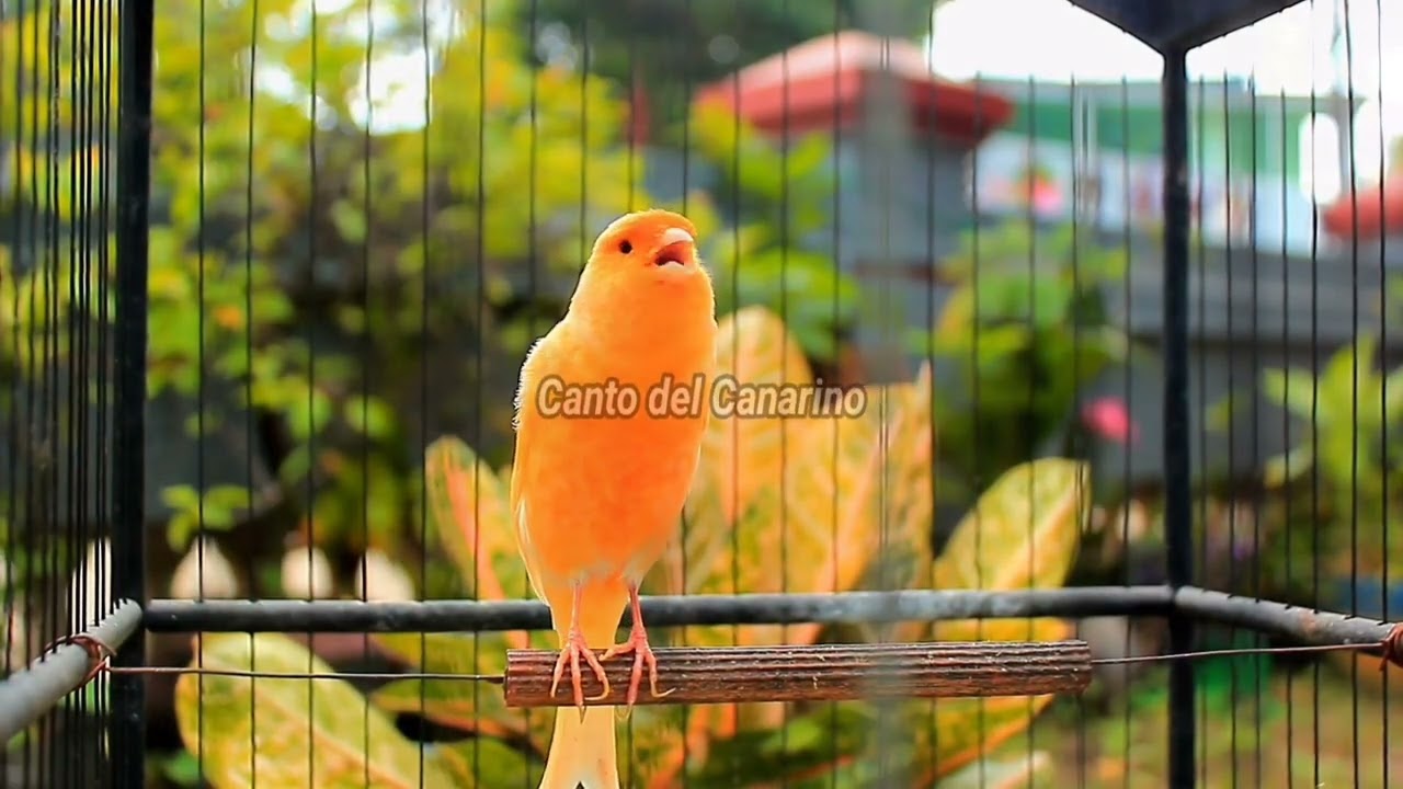 Canto del Canarino Forte e Naturale per Allenamento, Richiamo e Relax 33