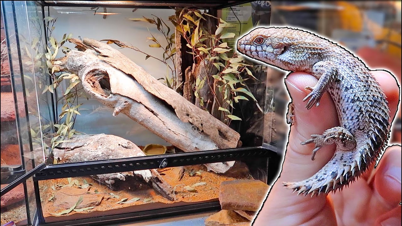 Spiny Tailed Skink UPDATE! - Egernia depressa