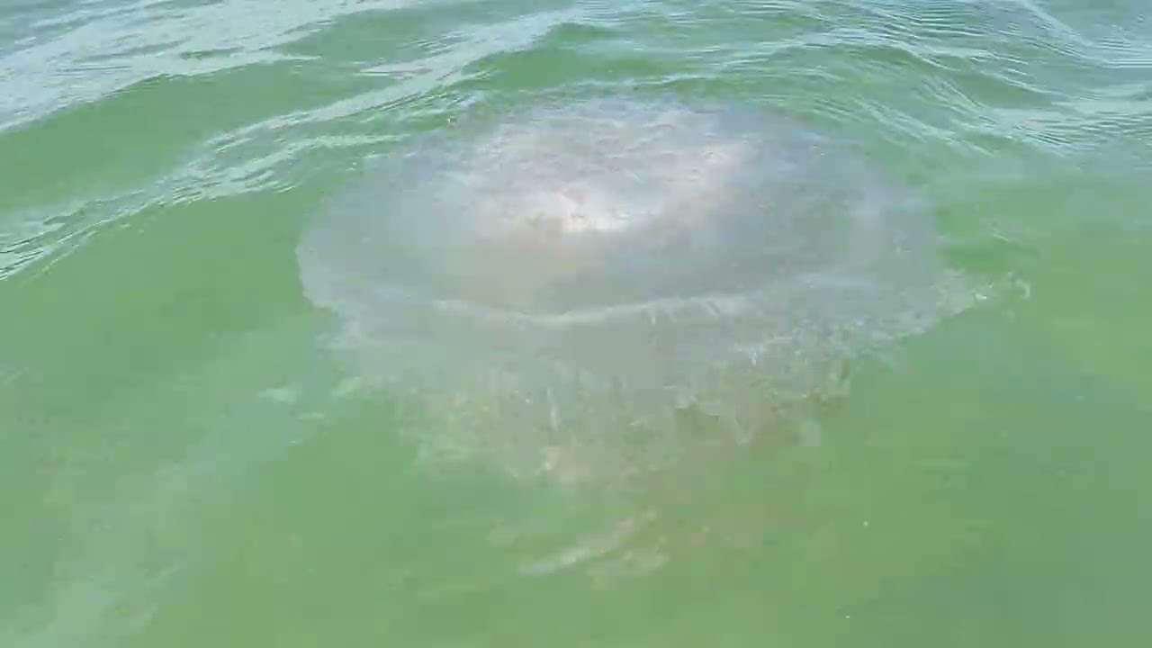 Obor-Obor (Jellyfish) Langkawi Island...