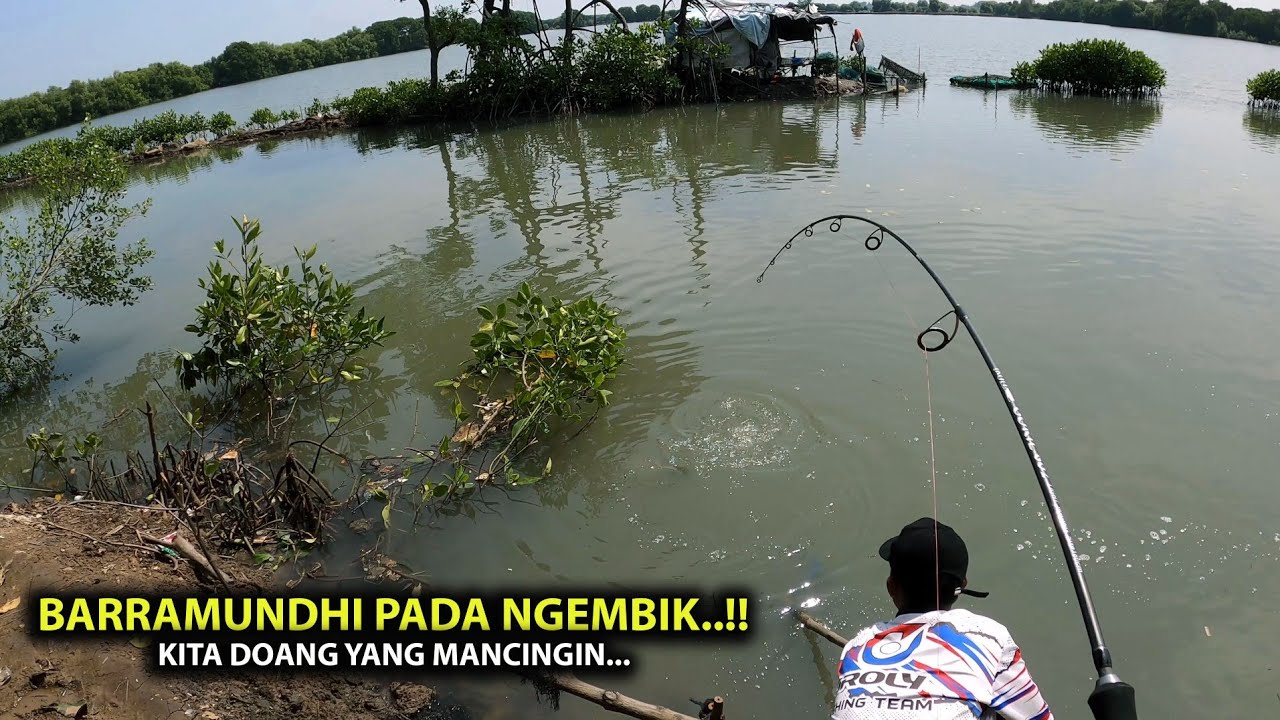 Spot Mancing Viral, Mancing Kakap Putih Besar Sebanyak ini..Tambak Cina Muara Gembong