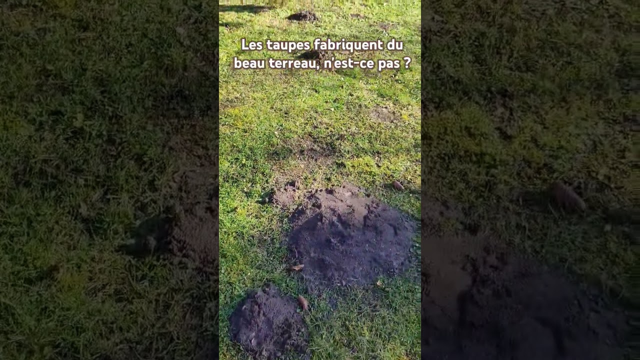 Et si l'on voyait cela du bon c&ocirc;t&eacute; ? Un beau terreau &agrave; port&eacute;e de main ! #potager #jardin #taupe