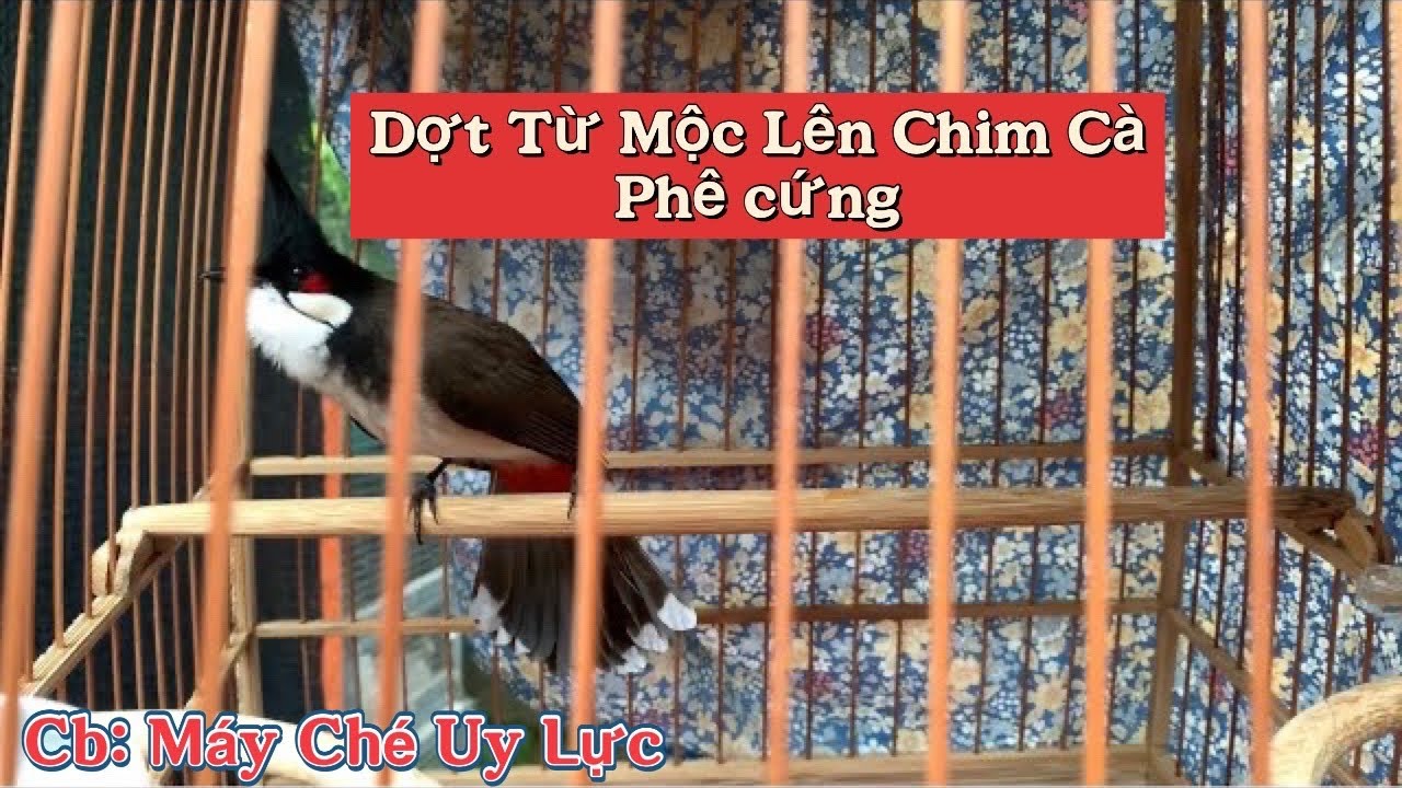 Gột Chim Mộc Dở Lên Cà Phê Cứng / Tiếng Ché Cực Uy Lực || Trại chim cảnh BG