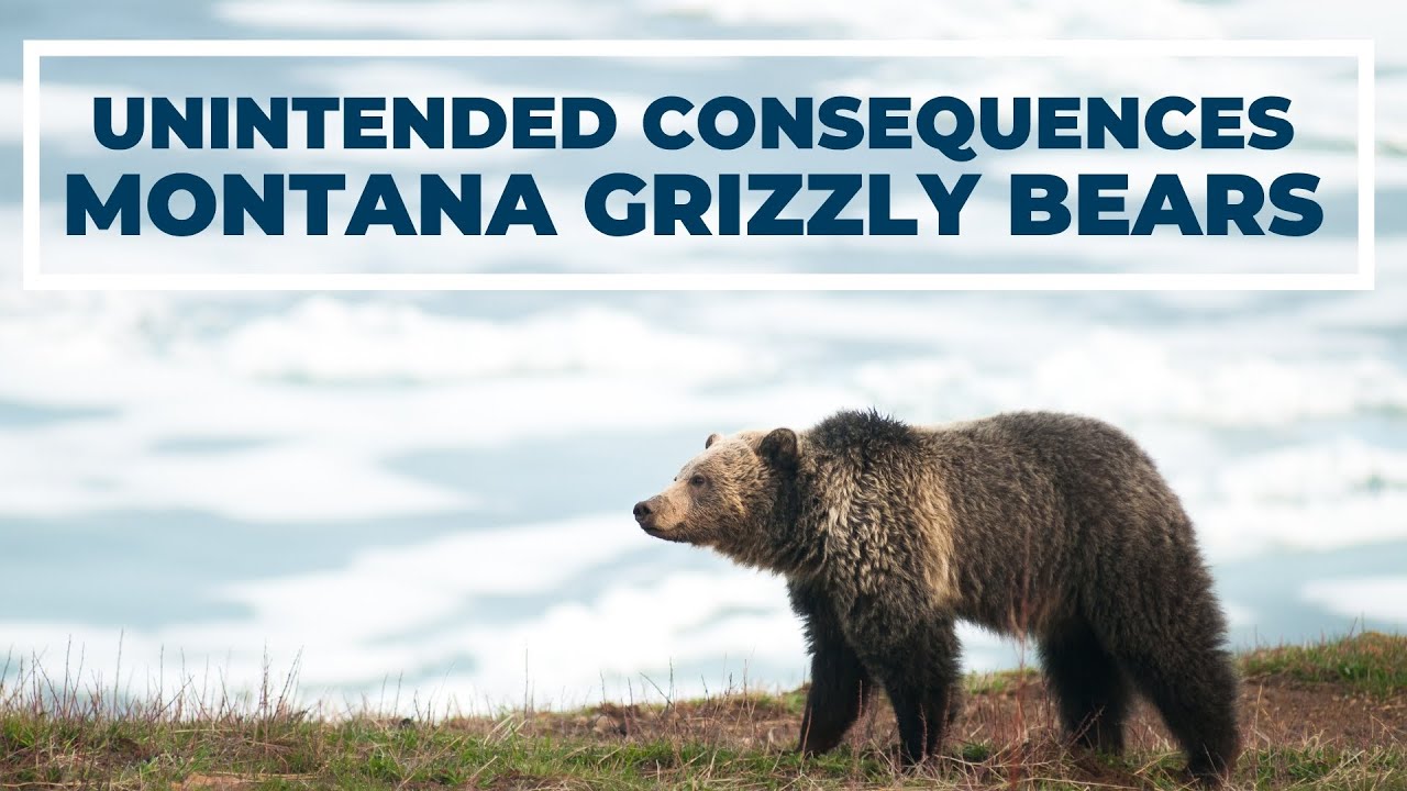 Unintended Consequences - Montana Grizzly Bears