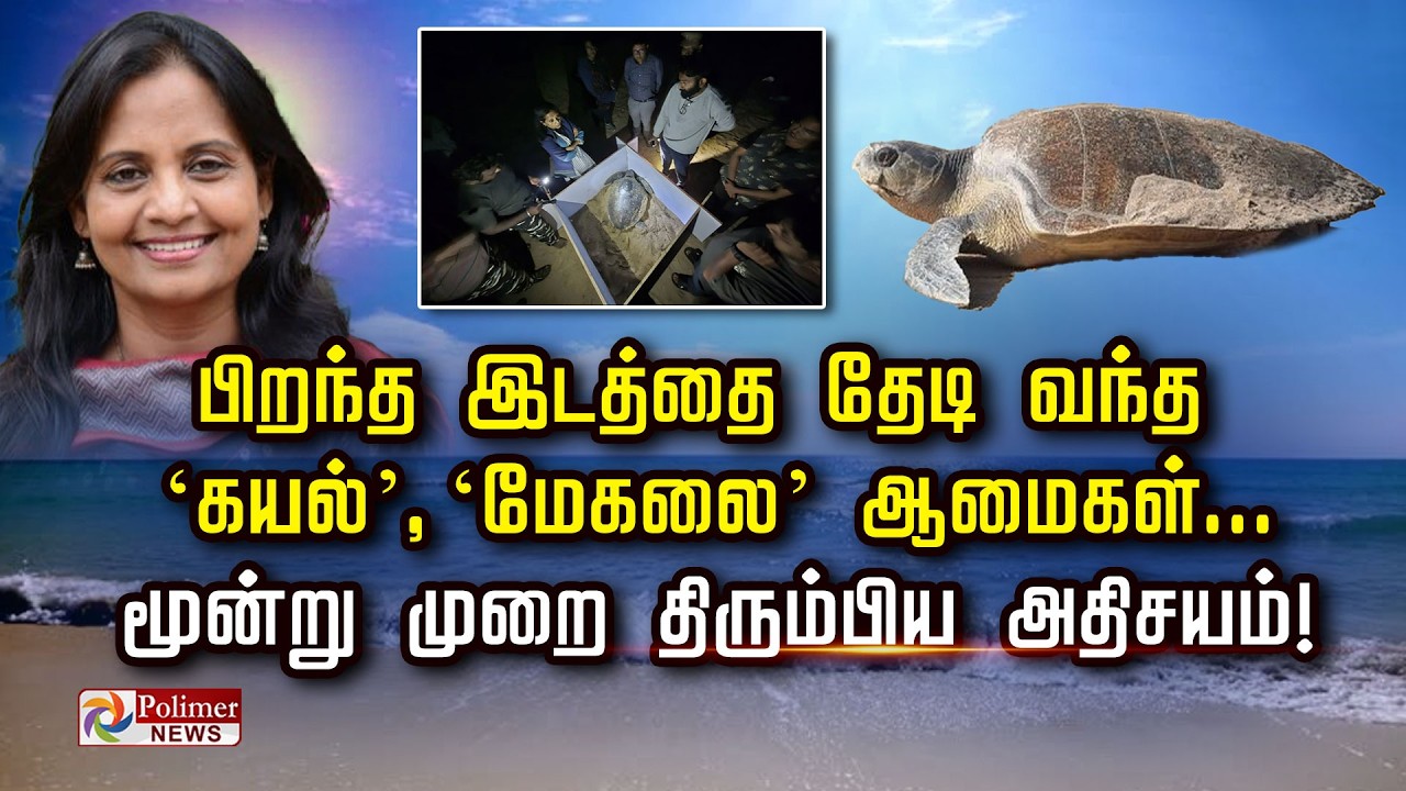பிறந்த இடத்தை தேடி வந்த ‘கயல்’, ‘மேகலை’ ஆமைகள்...   மூன்று முறை திரும்பிய அதிசயம்! | Olive Ridely
