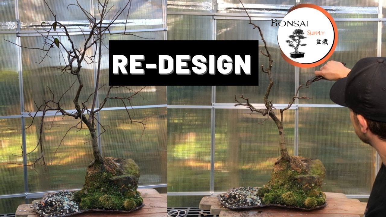From Weeping to Informal Upright | The Bonsai Supply