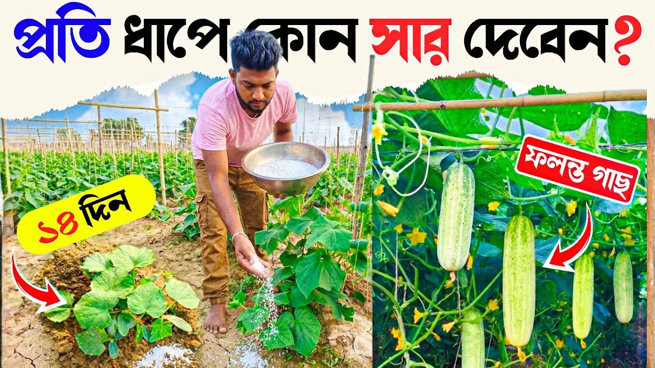 শসা চাষে কোন সময় কোন সার দিবেন ?গাছের পুরো জীবনচক্রে সার প্রয়োগ|Cucumber Fertilizer Guide.