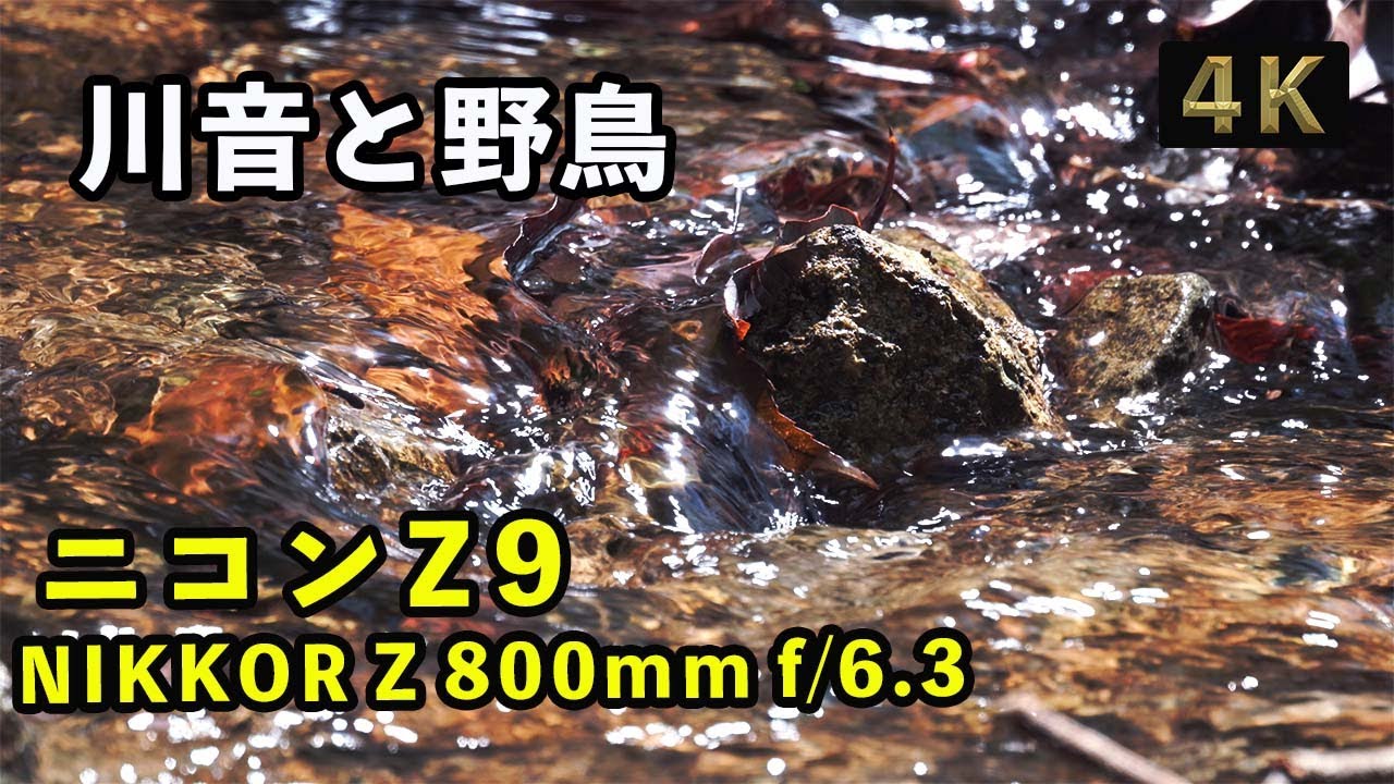 【Nikon Z9 野鳥】ニコン「NIKKOR Z 800mm f/6.3 VR S」４K120fps超スロー映像、「野鳥鳴き声」「川音」（川のせせらぎ）と（ミソサザイ）癒されます「野鳥撮影」