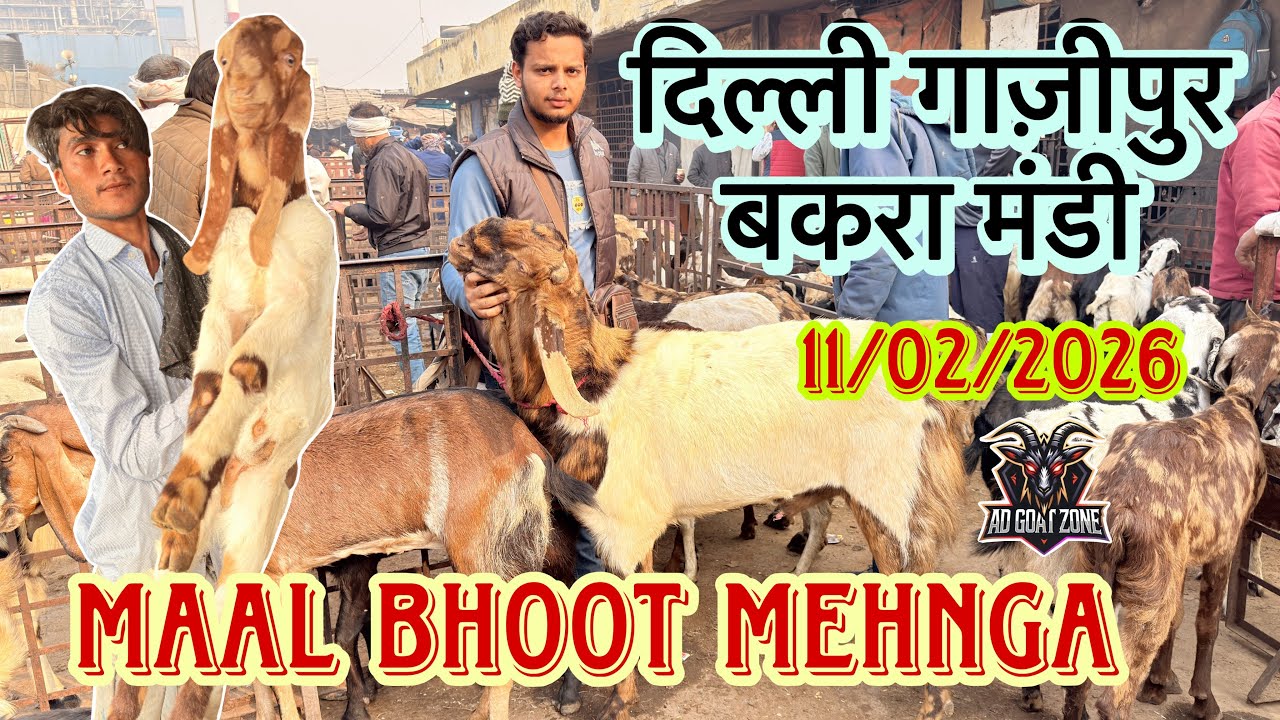 MAAL MEHNGA || दिल्ली गाज़ीपुर बकरा मंडी || 11/02/2026 LIVE UPDATE || @ADGoatzone #viralvideo 