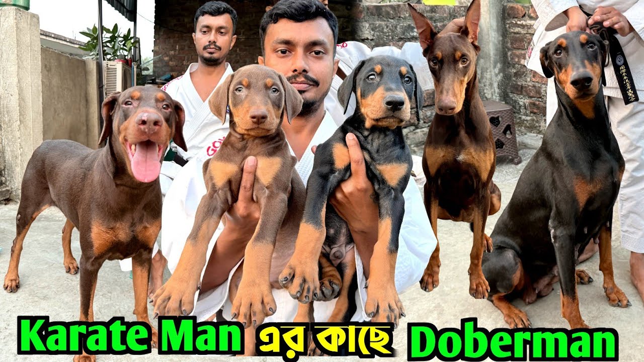 European Doberman Home Breed Puppies Sale. Dog Market in Kolkata. Kolkata Dog Market.