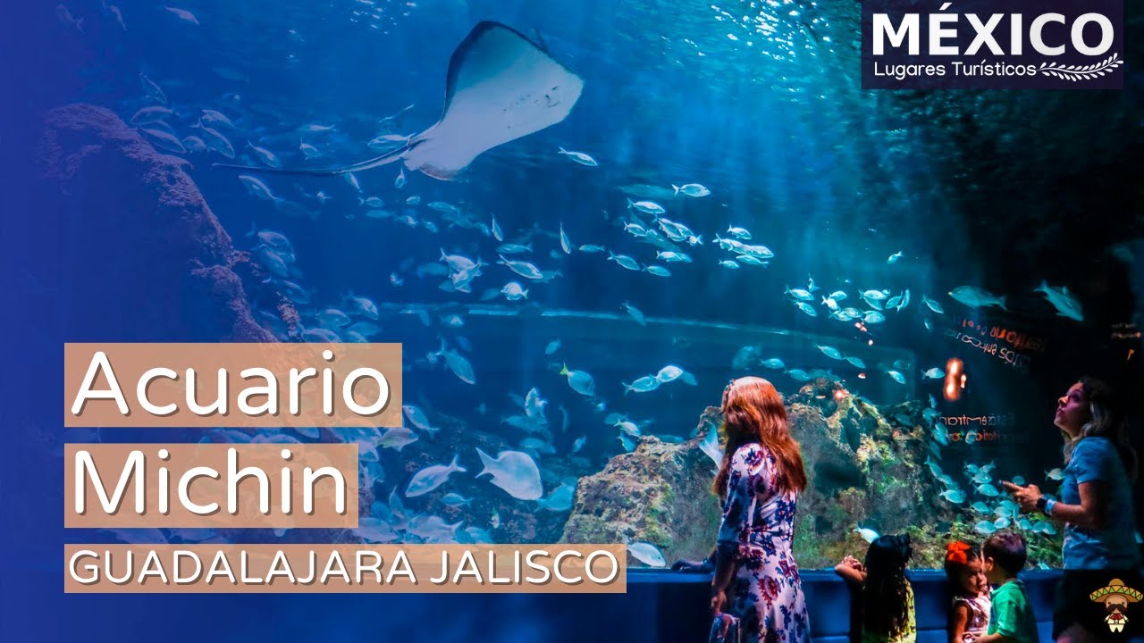 Acuario Michin de Guadalajara en 4K | Uno de los acuarios más importantes y modernos de México