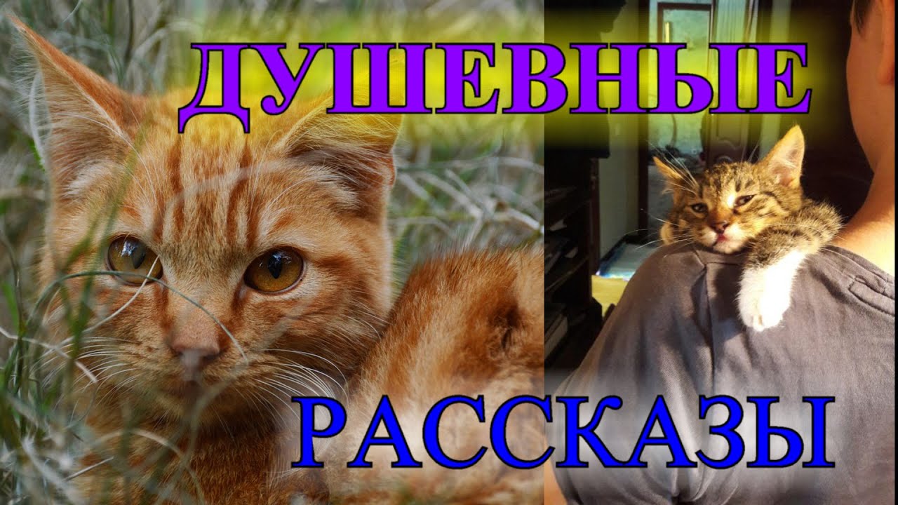 ДУШЕВНЫЕ    РАССКАЗЫ❤️ДРУГАЯ САША❤️ВИТЬКА БЕШЕНЫЙ И ВОЛШЕБНЫЙ ФЛОМАСТЕР @TEFI РАССКАЗЫ