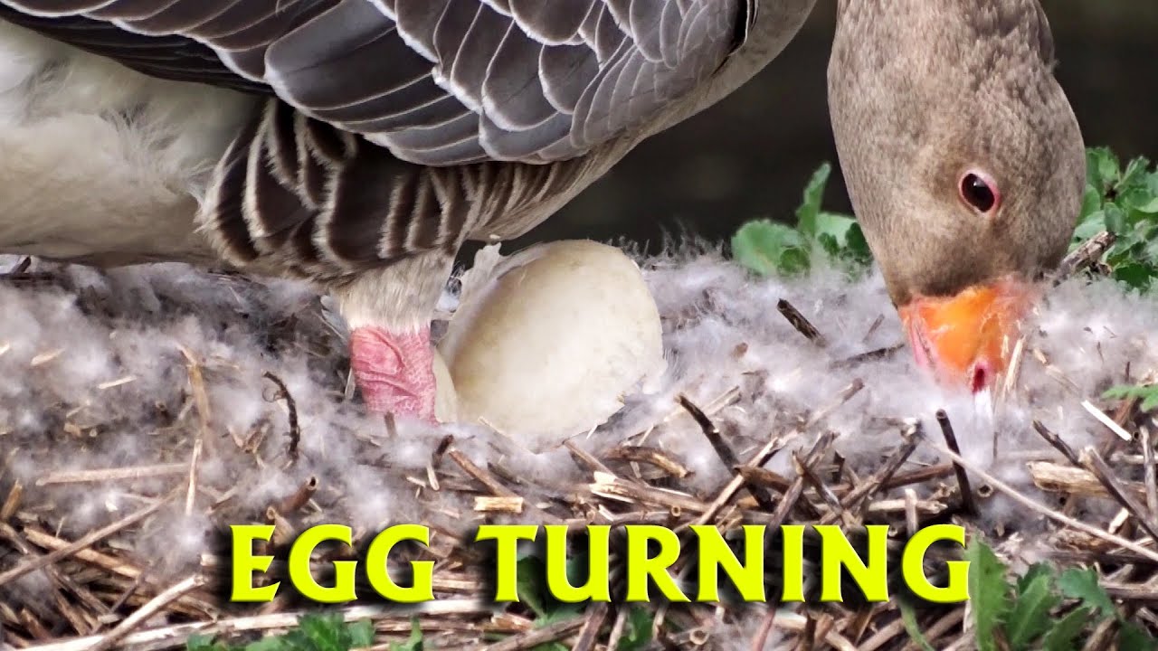 Greylag Geese Norfolk 2025  - The Eggs