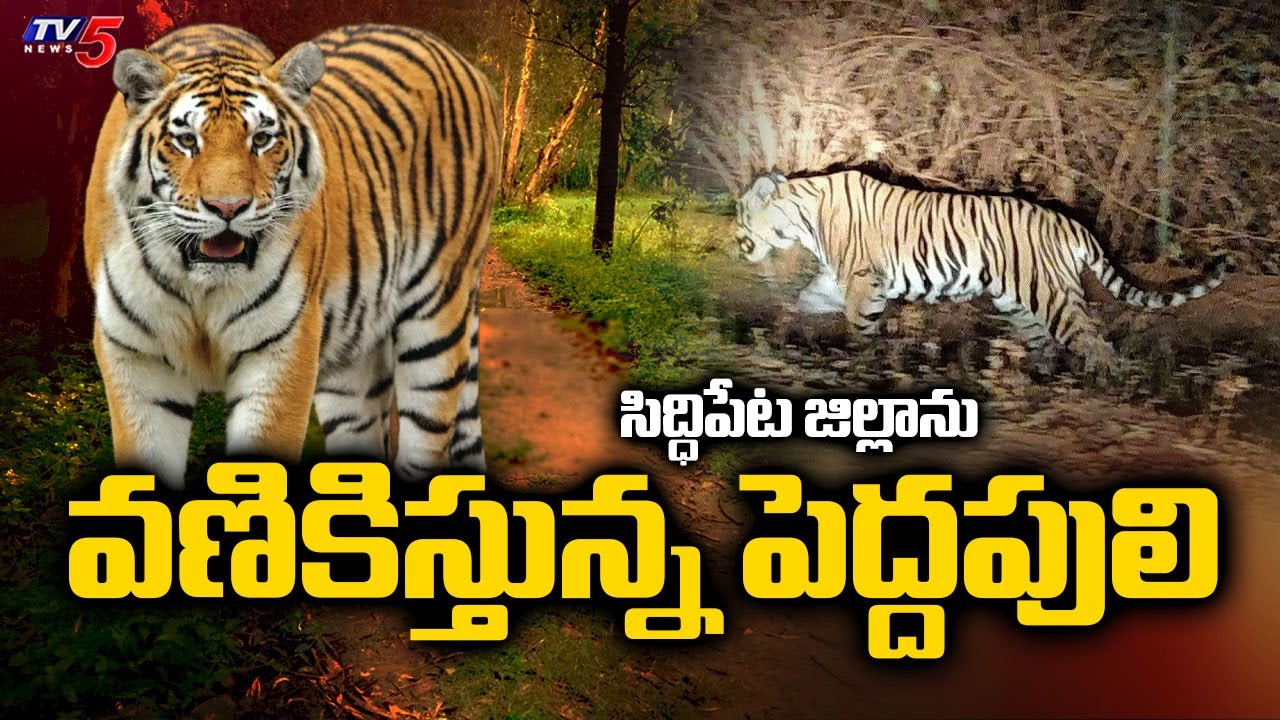 సిద్ధిపేట జిల్లాలో పెద్దపులి టెర్రర్ | Tiger Hulchul In Siddipet District || TV5 News