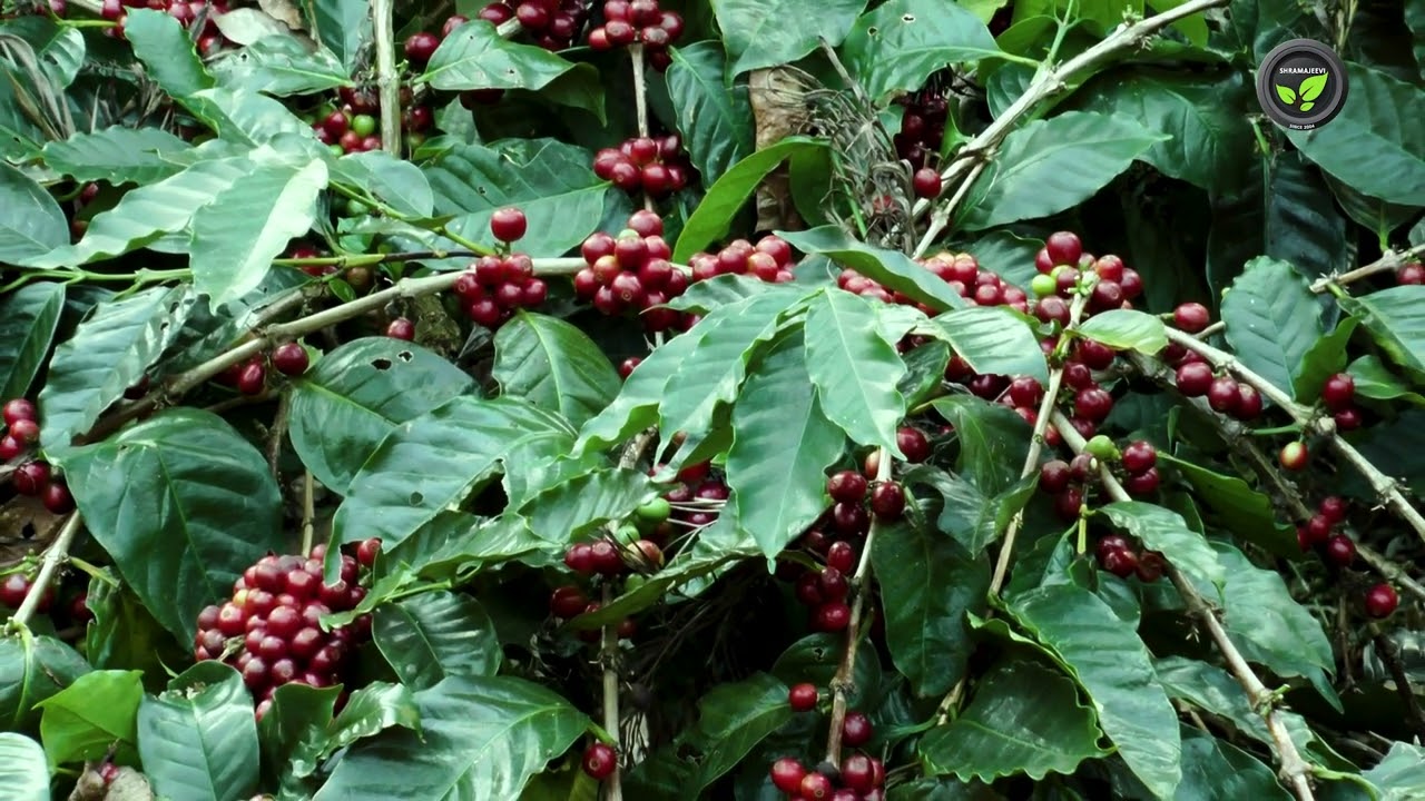 ಕಾಫಿಯಲ್ಲಿ ನೀರು ನಿರ್ವಹಣೆ ಮತ್ತು ಚಾಟನಿ - ಡಾ. ಎಮ್. ಎನ್. ವೇಣುಗೋಪಾಲ | Water & Pruning Management in Coffee