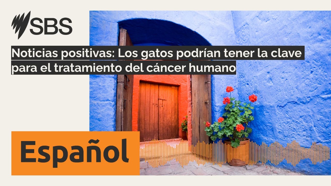 Noticias positivas: Los gatos podrían tener la clave para el tratamiento del cáncer humano | SBS...