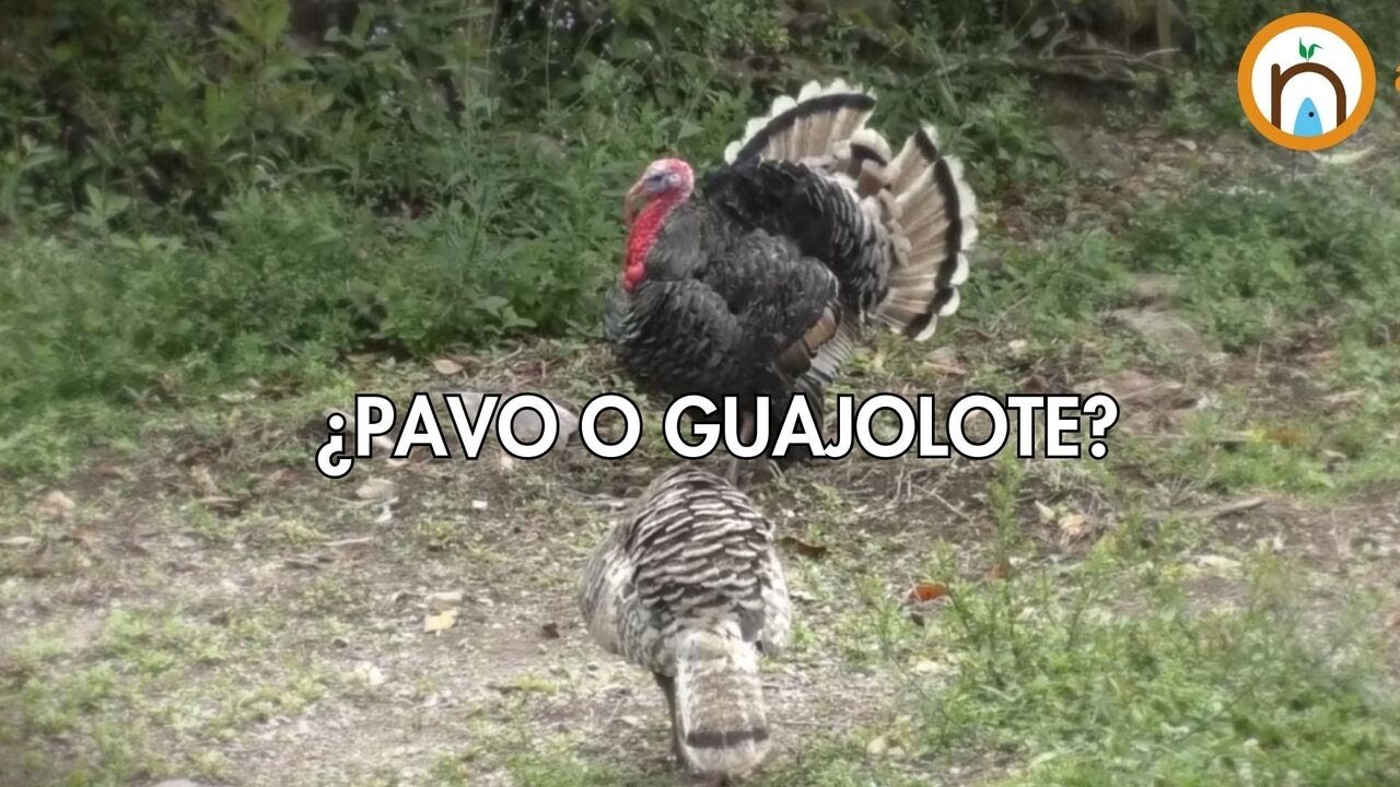 ¿Pavo o guajolote?