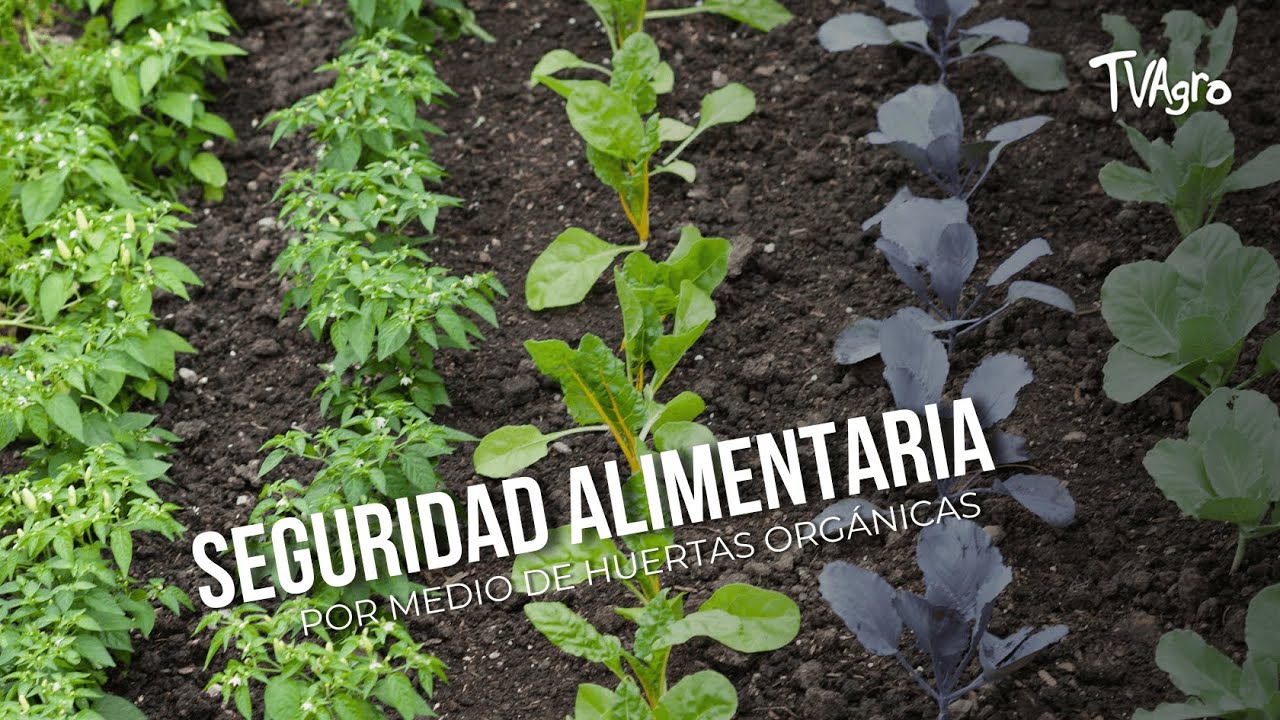 Seguridad alimentaria por medio de huertas orgánicas - TvAgro por Juan Gonzalo Angel