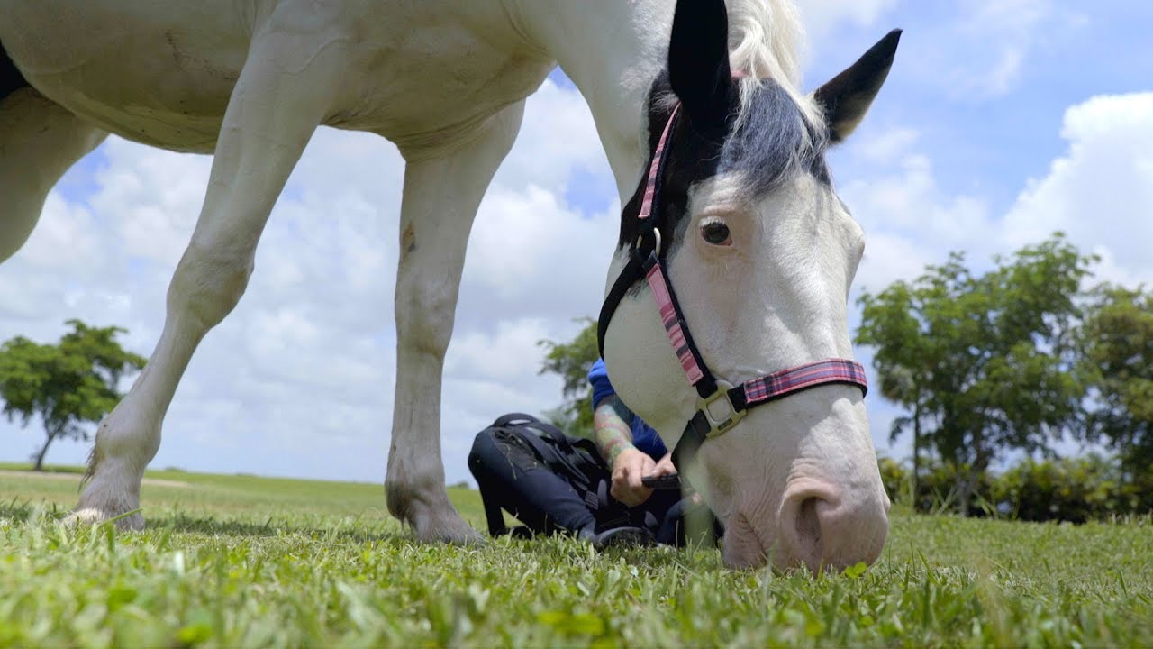 EQyss Grooming Products for Horses | Chewy