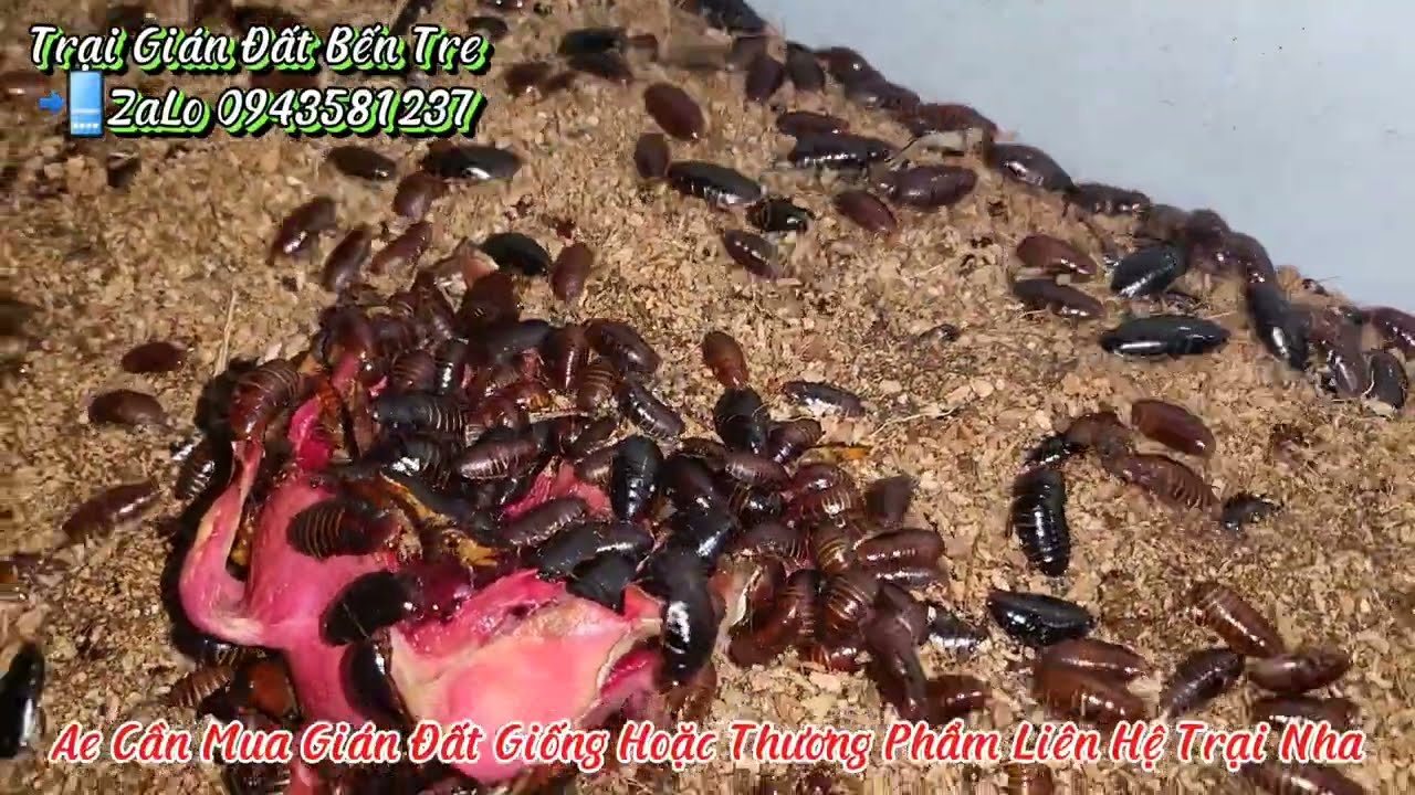 Cách Nuôi Gián Đất Sinh Sản Hiệu Quả Từ A Đến Z