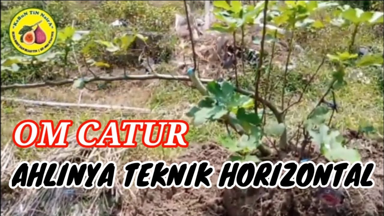Общайтесь с жестяными плантаторами из сада Jogja Ara Garden OM Catur. (Смоковница)