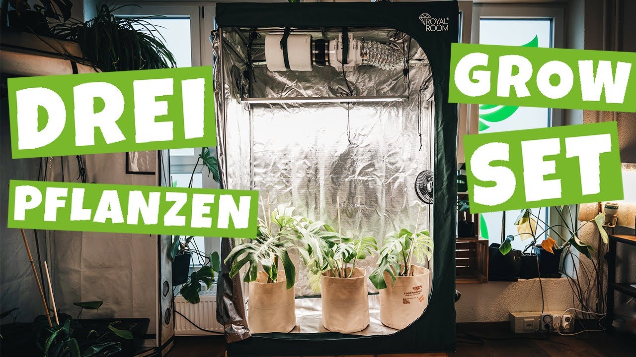 Das günstige GROW Set für 3 Pflanzen