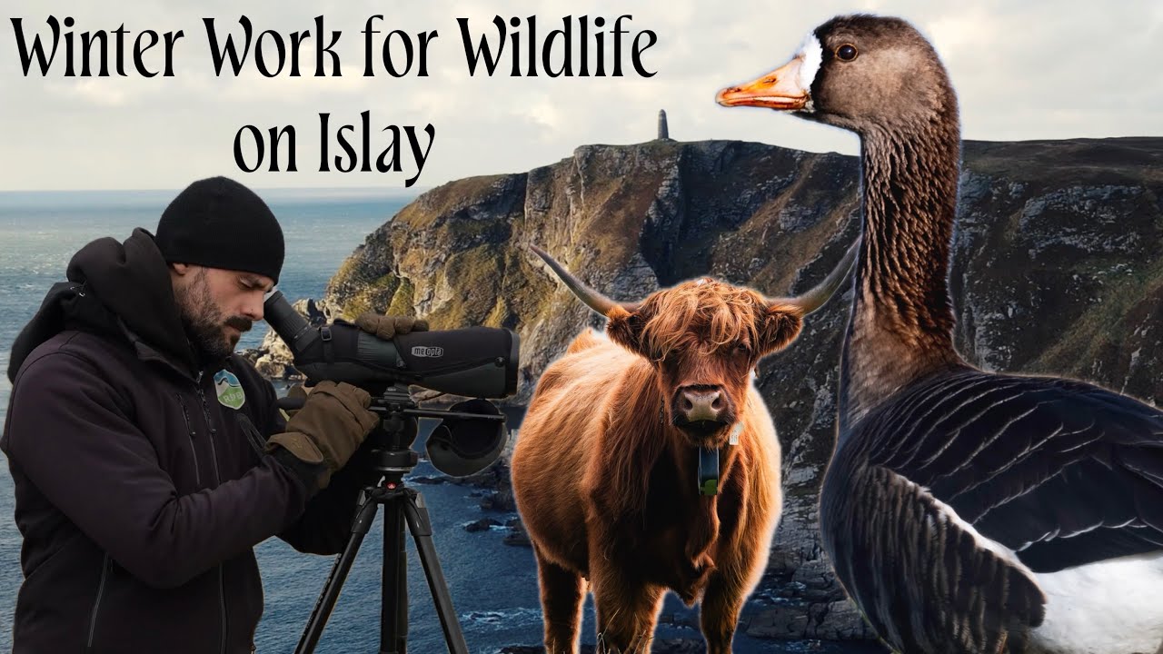 Winter Work for Wildlife on Islay: C5 Love Nature Short Film