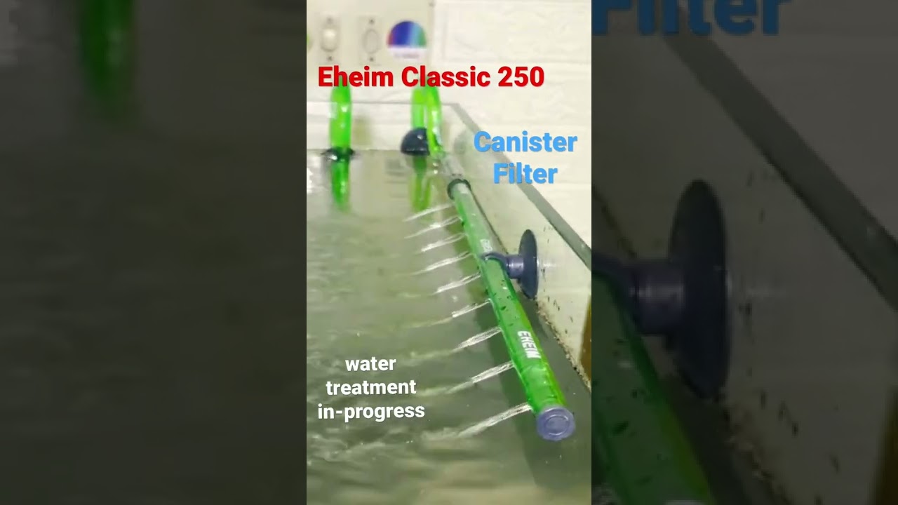 Eheim Classic 250 | Canister Filter | Water Treatment In-peogress