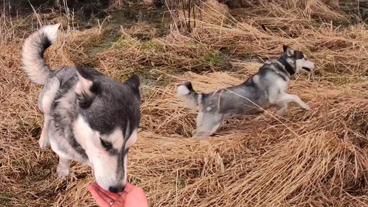 Собака Хаски убегает. Что делать? Решение