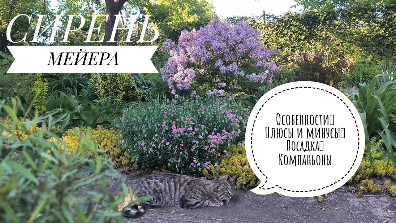 Сирень Мейера: чем отличается от обычной сирени и как ее выращивать.