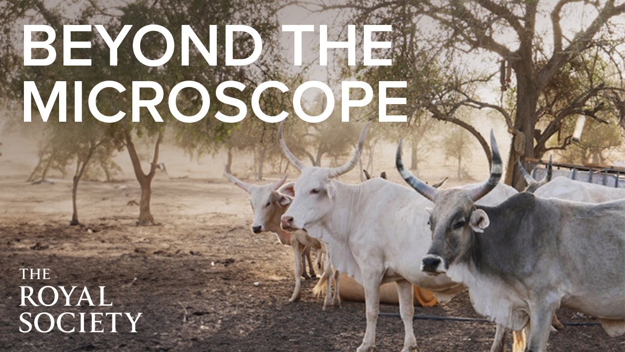 Uncovering the secret strategies of a parasitic worm | The Royal Society