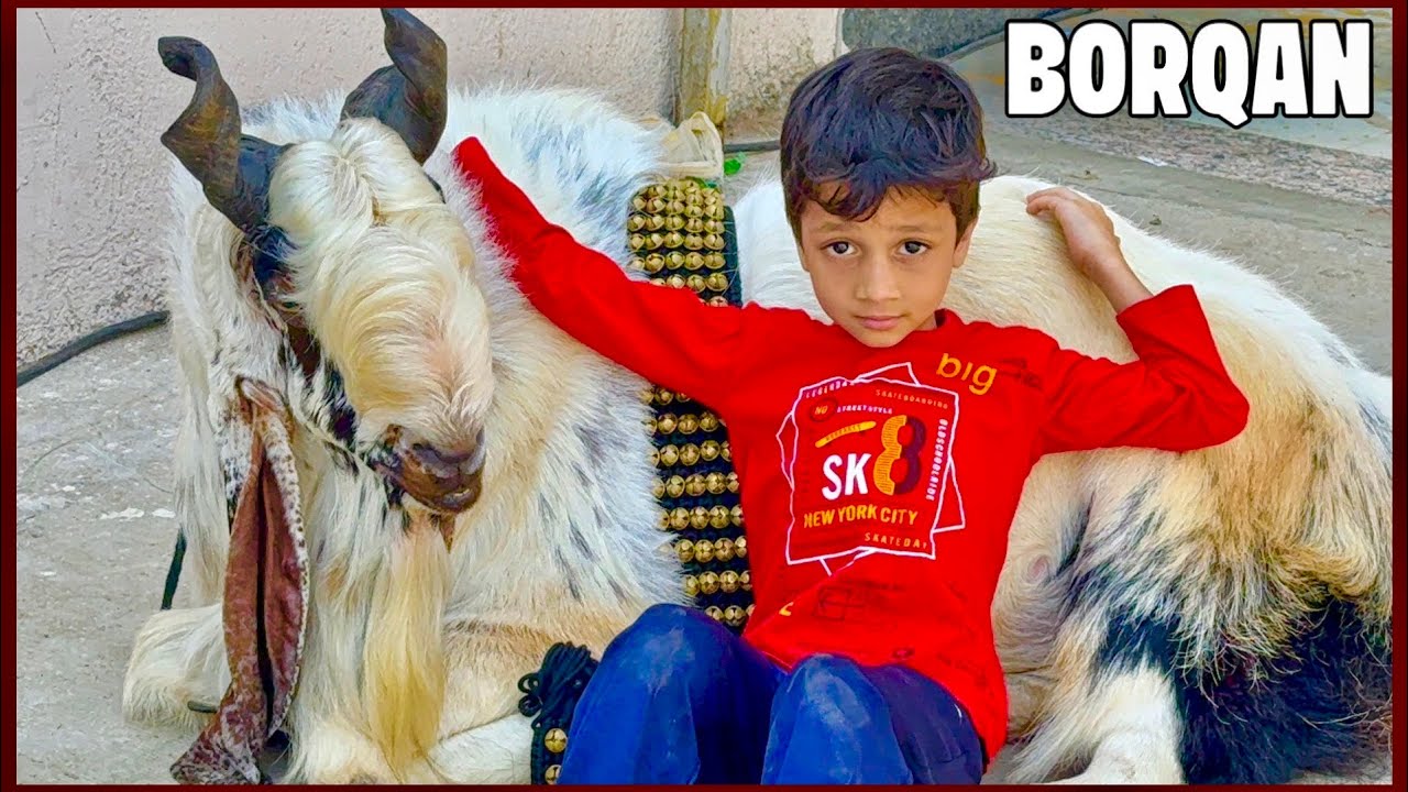 Borqan - The Heaviest Kota Goat Prepared By Ya Ali Goat Farm Pune