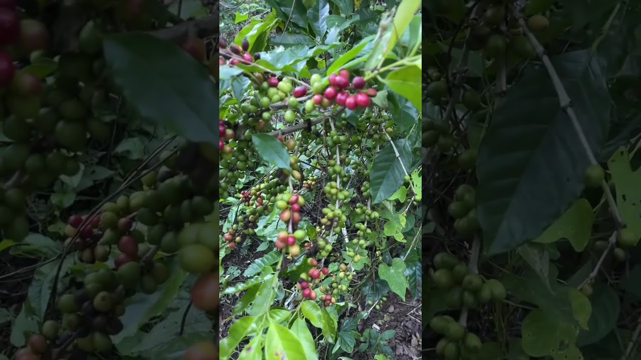 #elsalvador #vallenato #cafe #cafetales #cafevlog #caf&eacute; #elsalvadortour