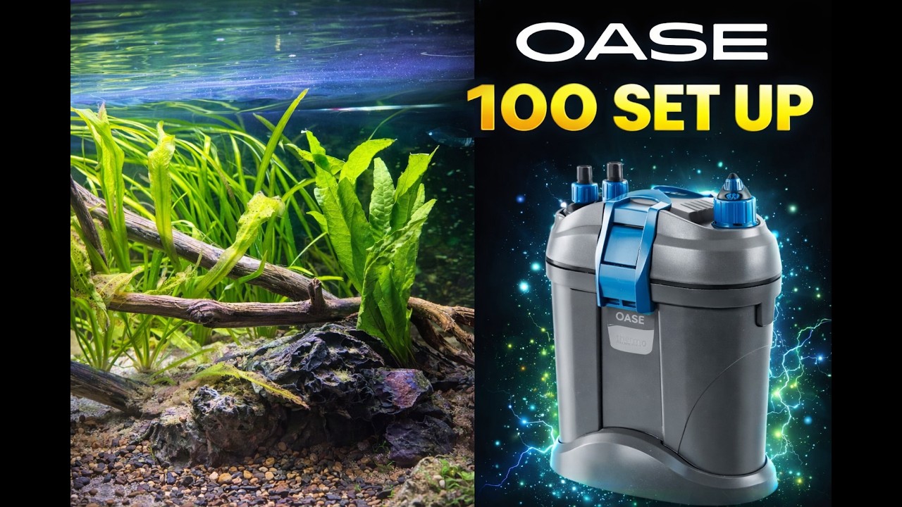 OASE BioMaster Thermo 100 Setup | Step-by-Step Canister Filter Install 💧