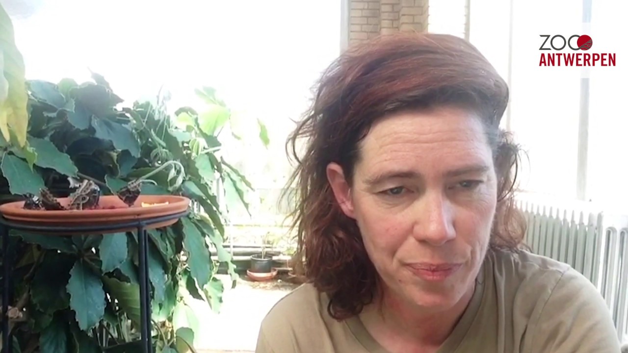 #ZOOsamen - Vlog 22: Even op fladderend bezoek in de Vlindertuin in ZOO Antwerpen
