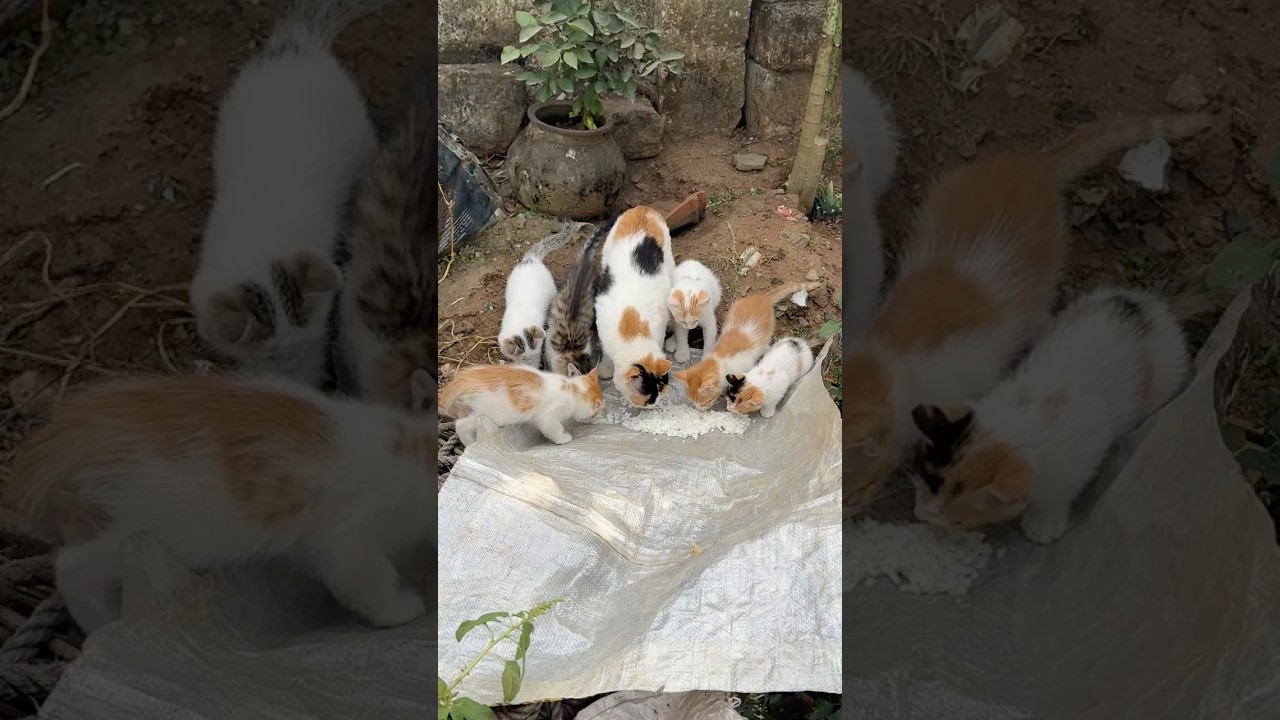 #catandkittens #trendingshorts #viralshort #shortsfeed #shorts #ytshorts #cat #kittens