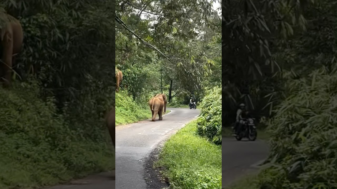 Valparai To Athirapally💥🐘| Full video on our Channel❤️&zwj;🔥| Travel Freak Vlogs⚡️💛