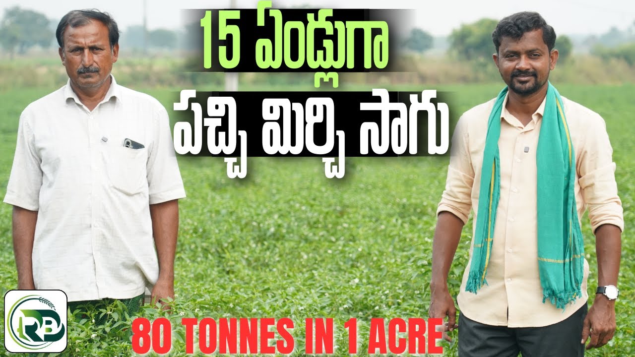 15 ఏండ్లుగా పచ్చి మిర్చి పండిస్తున్న | Green Chilli