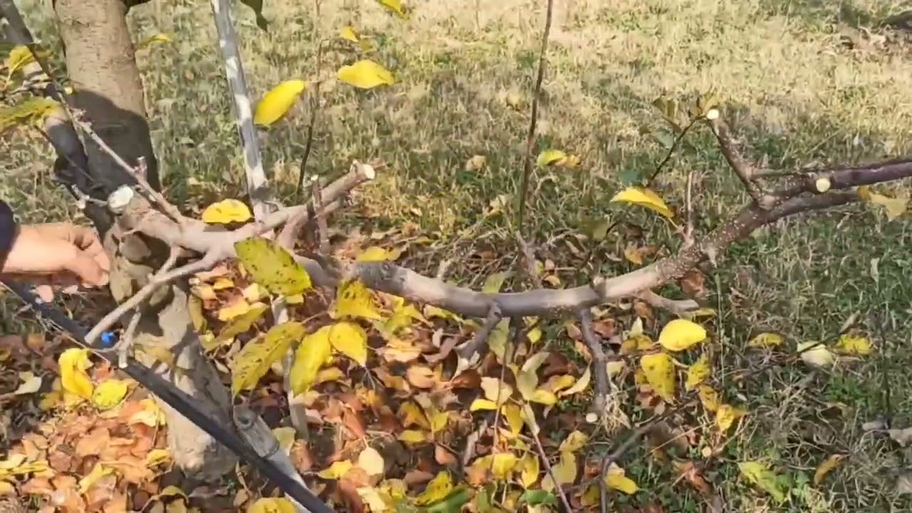 Demonstration of Dormant season apple pruning on MM-106 & MM-111 Rootstocks